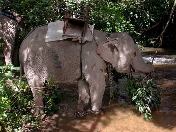 Elephant